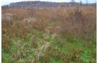 Property photo 36 - 80 Acres & Home - Property Offered in 4 Tracts from 2.3 to 30.0 Acres
